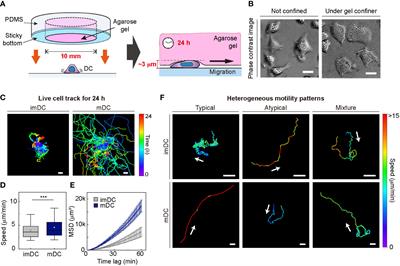 A machine learning approach to discover migration modes and transition dynamics of heterogeneous dendritic cells